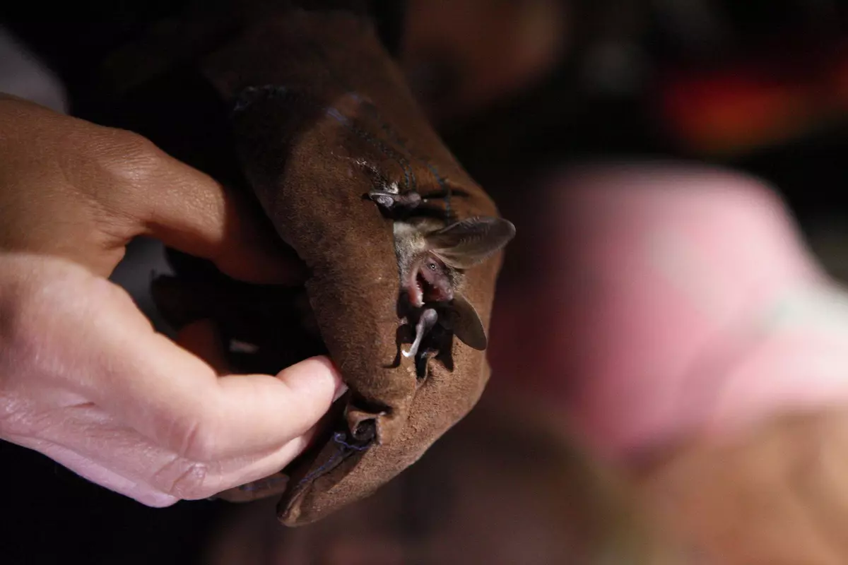 Fledermaus im Handschuh Closeup