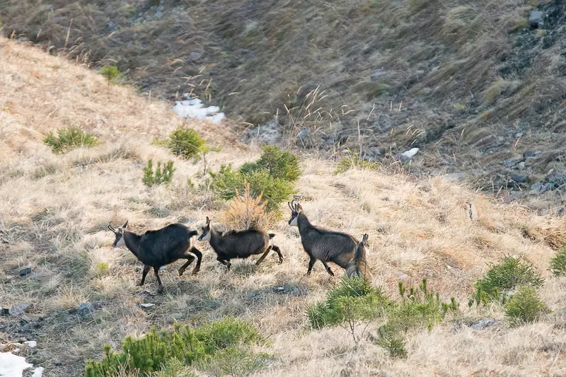 3 Gäsmse hüpfen durch wiesige Berglandschaft