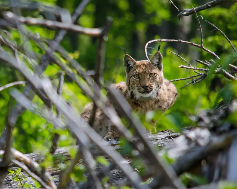 Luchs blickt fokussiert in die Kamera, im Vordergrund verschwommene Äste