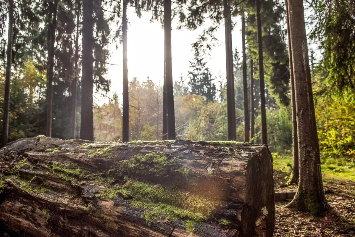 Blick in den Wald