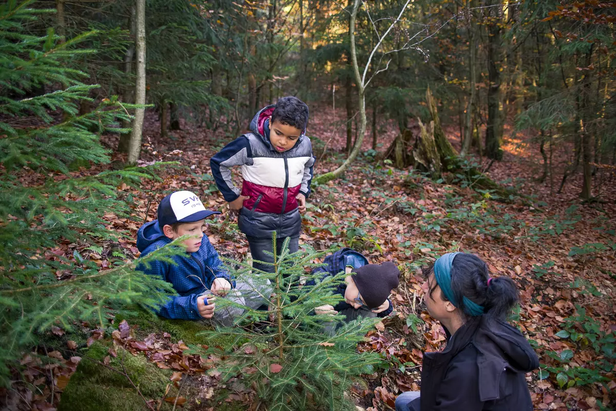 Kindergruppe im Wald bei Fichte