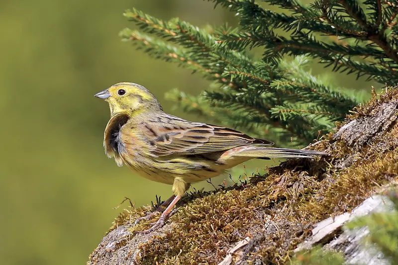 Gelber Vogel steht auf Baum, Nabelbaumäste im Hintergrund