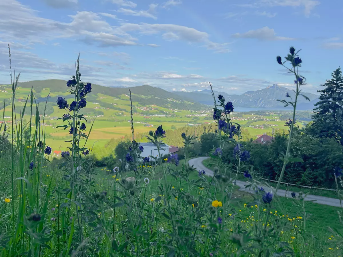 Kräuterwiese und Blumen 