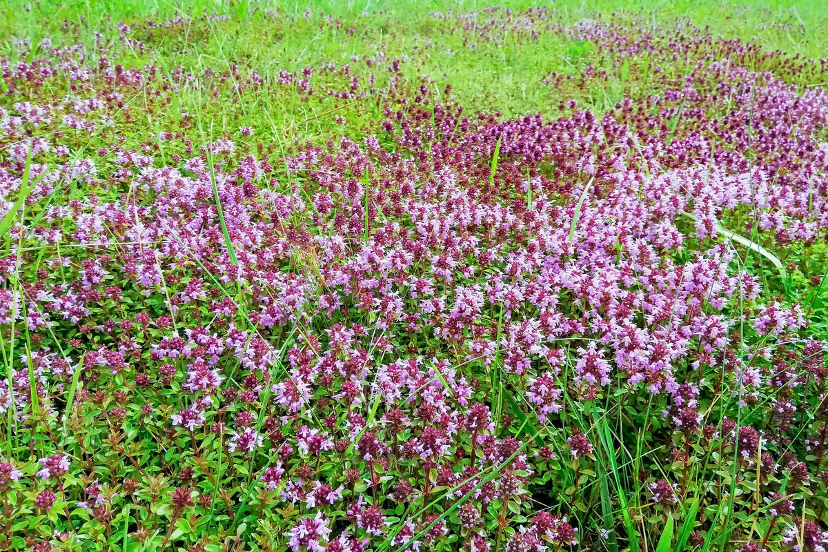 Violett blühende Thymian-Matte