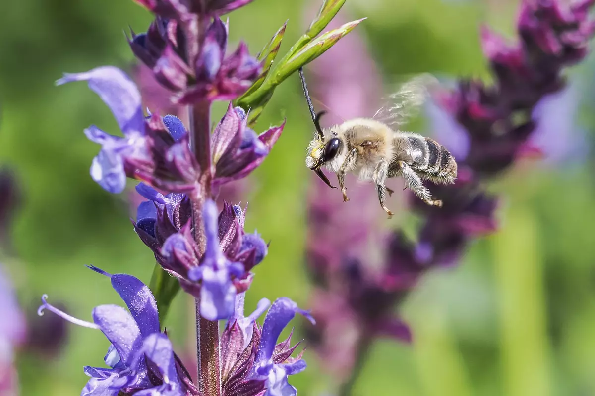 Biene am Weg zu einer Blumenblüte