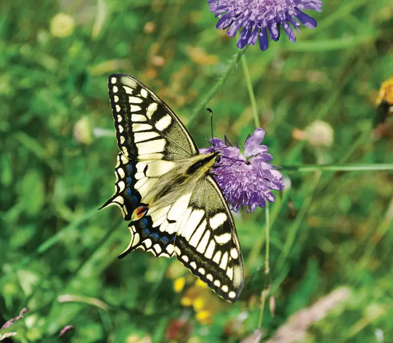 Schmetterling auf einer Blumenblüte