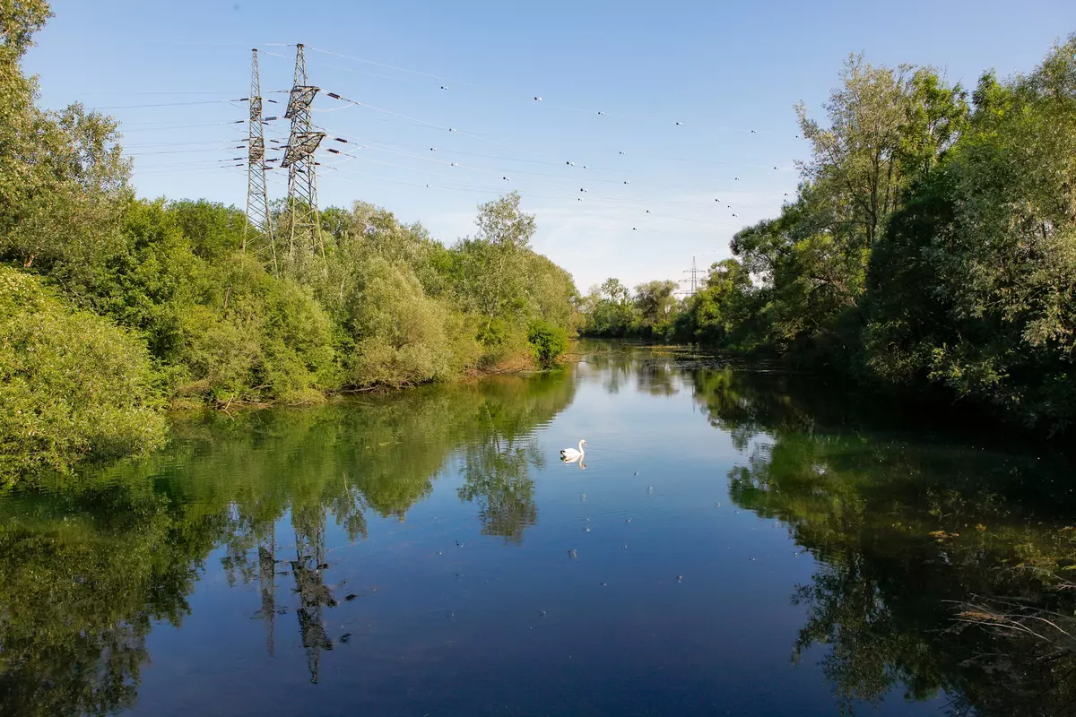 Schwan schwimmend am Fluss