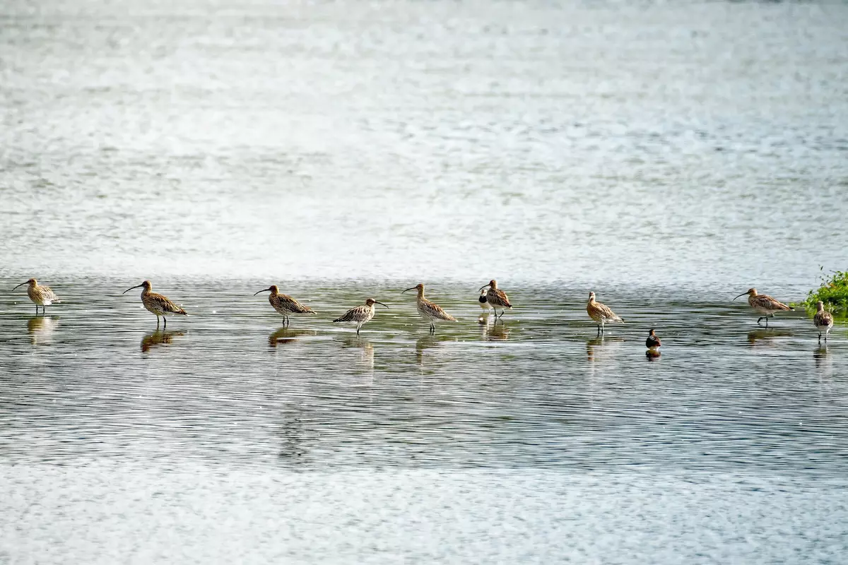 Einige Vögel im seichten Wasser