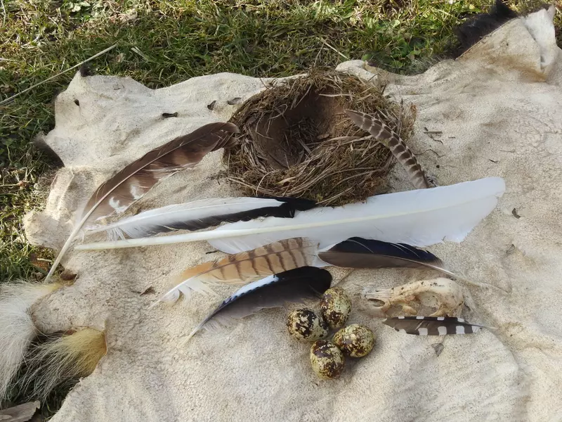 Tuch mit Vogelnest, Federn und Eiern 