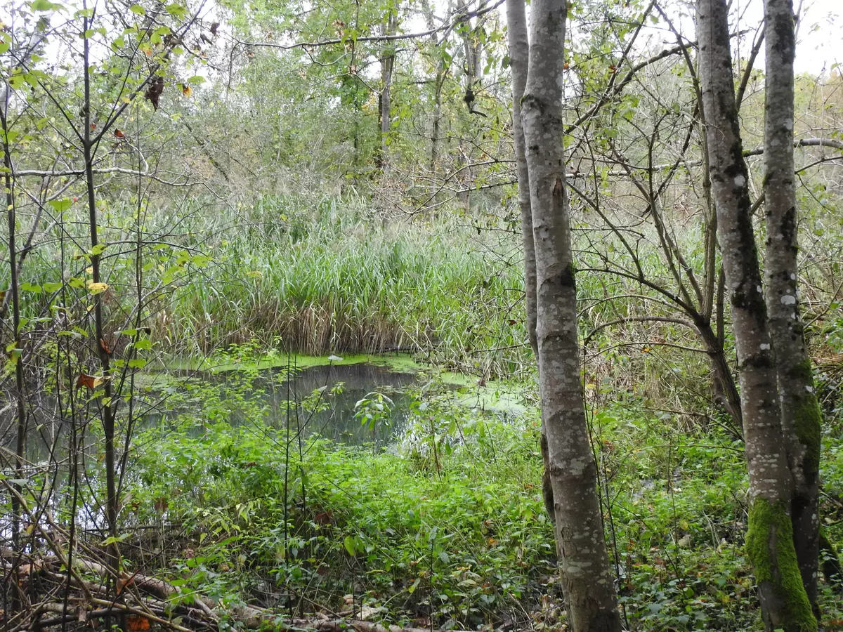 Blick in die Au