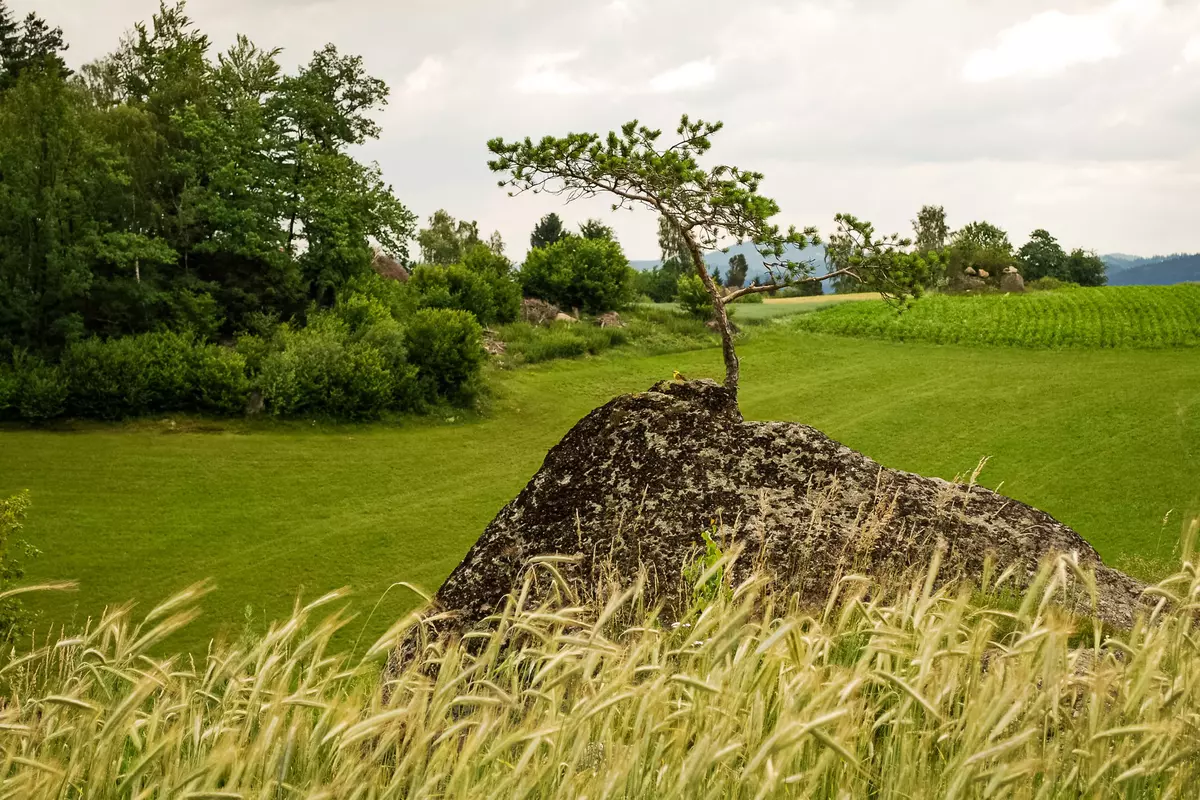 Kleiner Solitärbaum Kiefer auf Findling