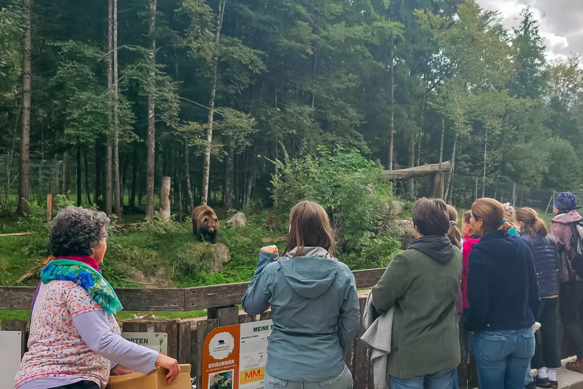Teilnehmer:innen beobachten Bären