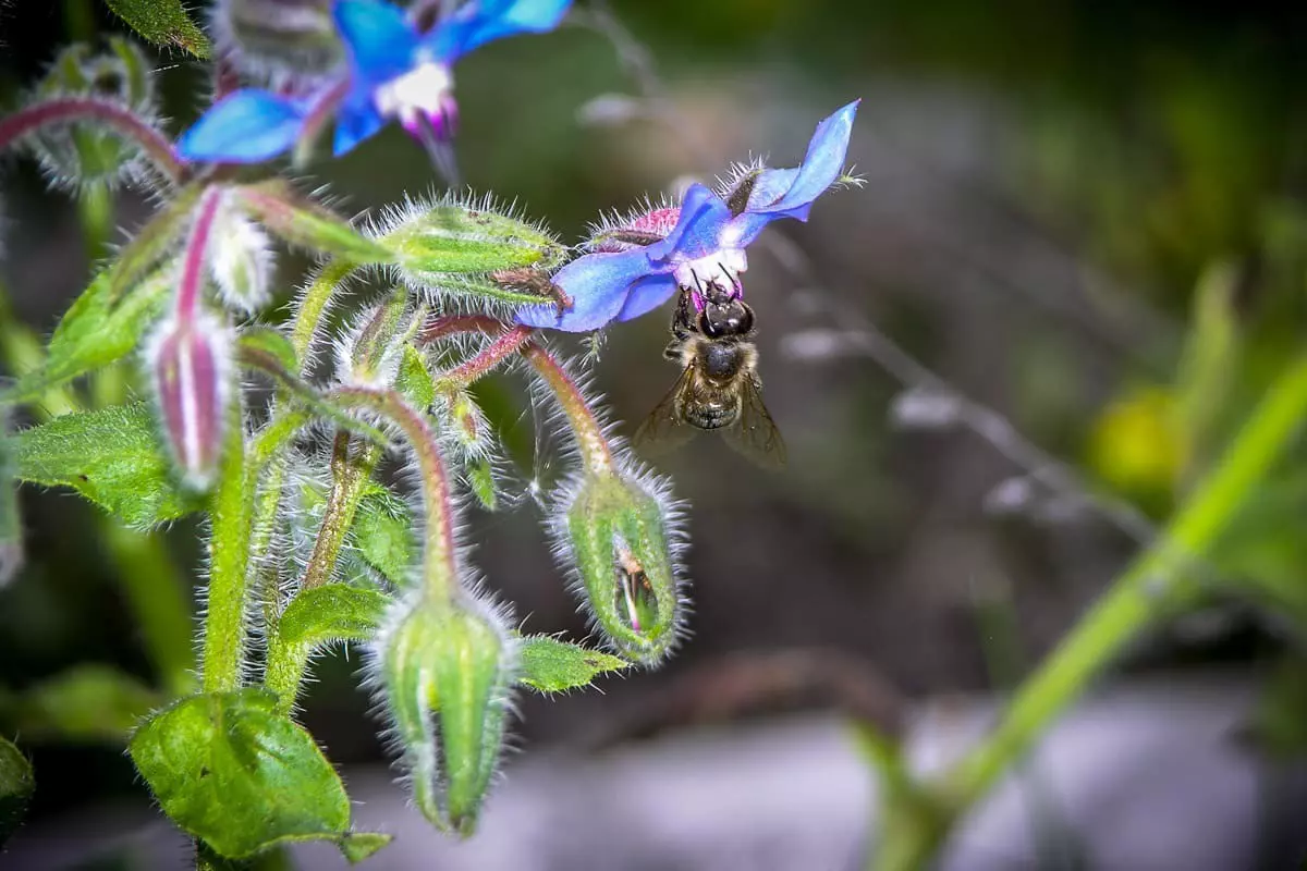 Biene saugt Nektar aus Blüte
