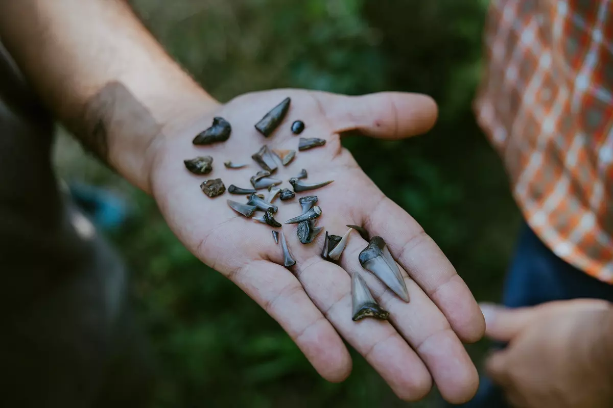 Hand eines Guides mit versteinerten Fischzähnen