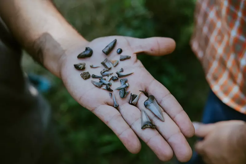 Hand eines Guides mit versteinerten Fischzähnen