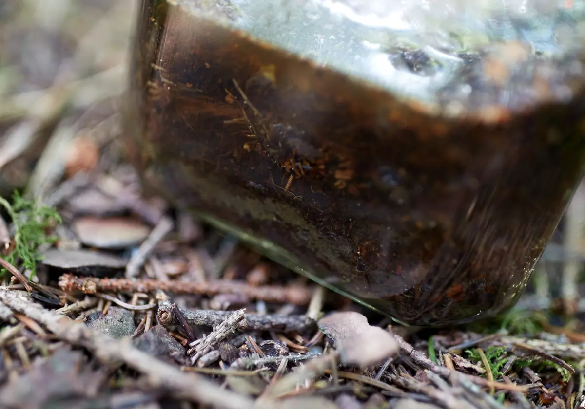 Glas mit Flüssigkeit am Waldboden