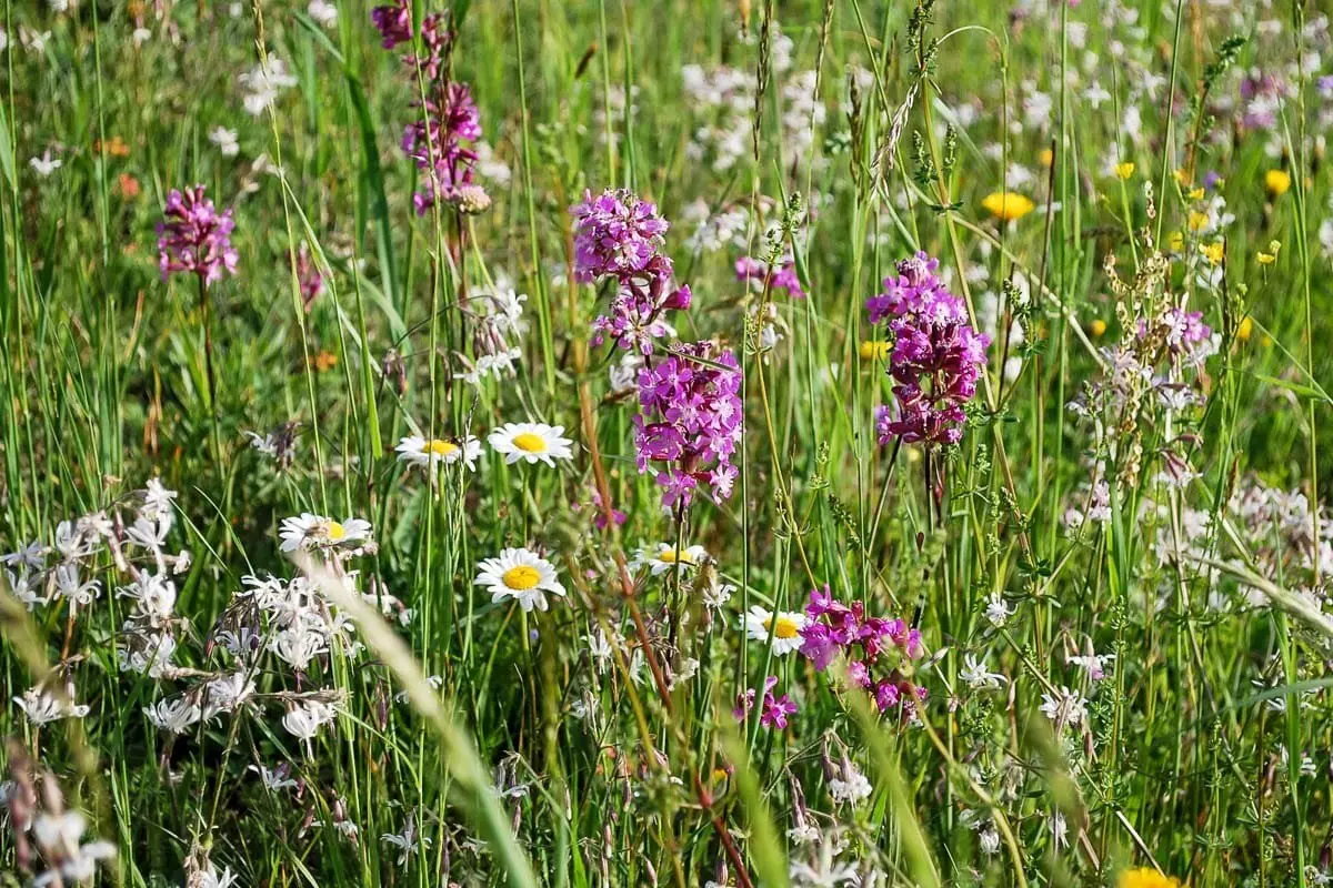 Blumenwiese