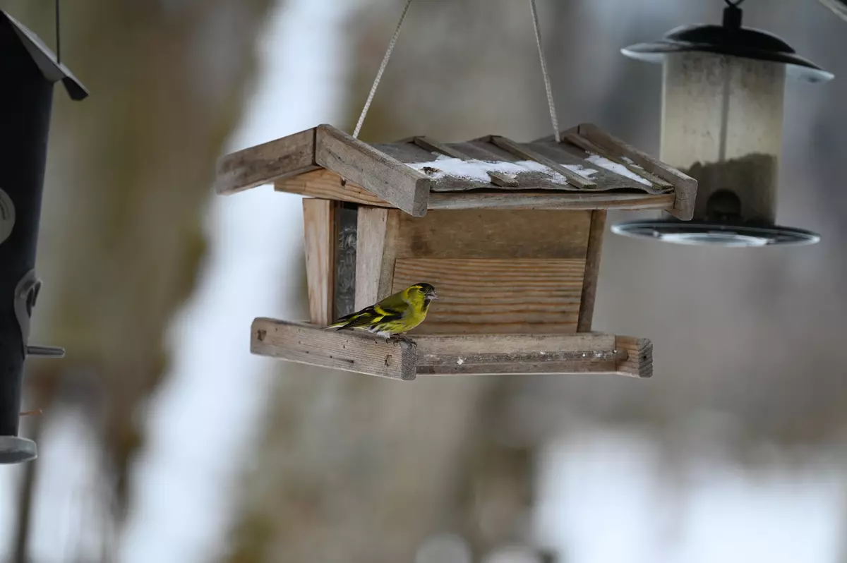 Vogel bei Futterhäuschen