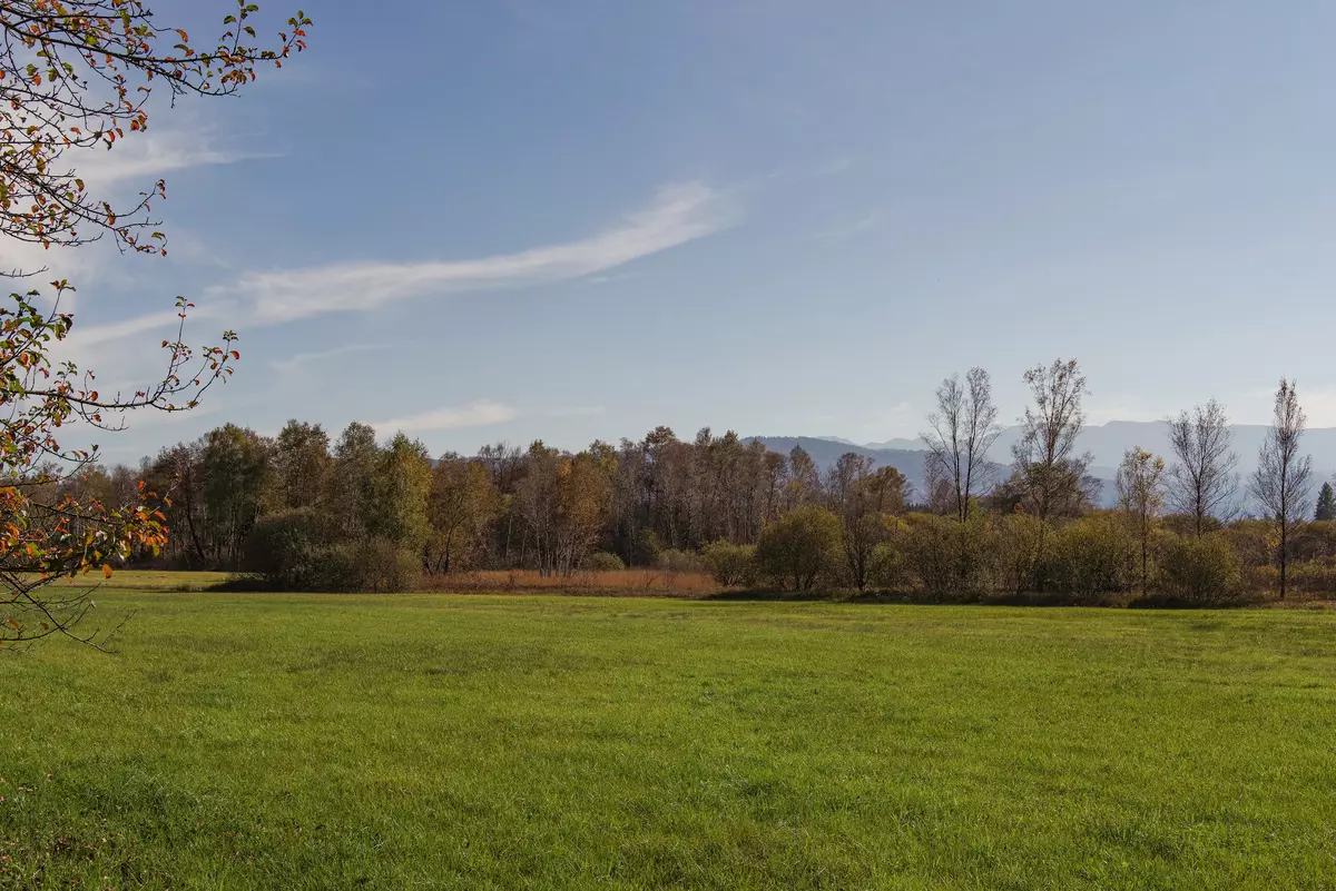 Moorfläche mit Wiese und Wald im Hintergrund