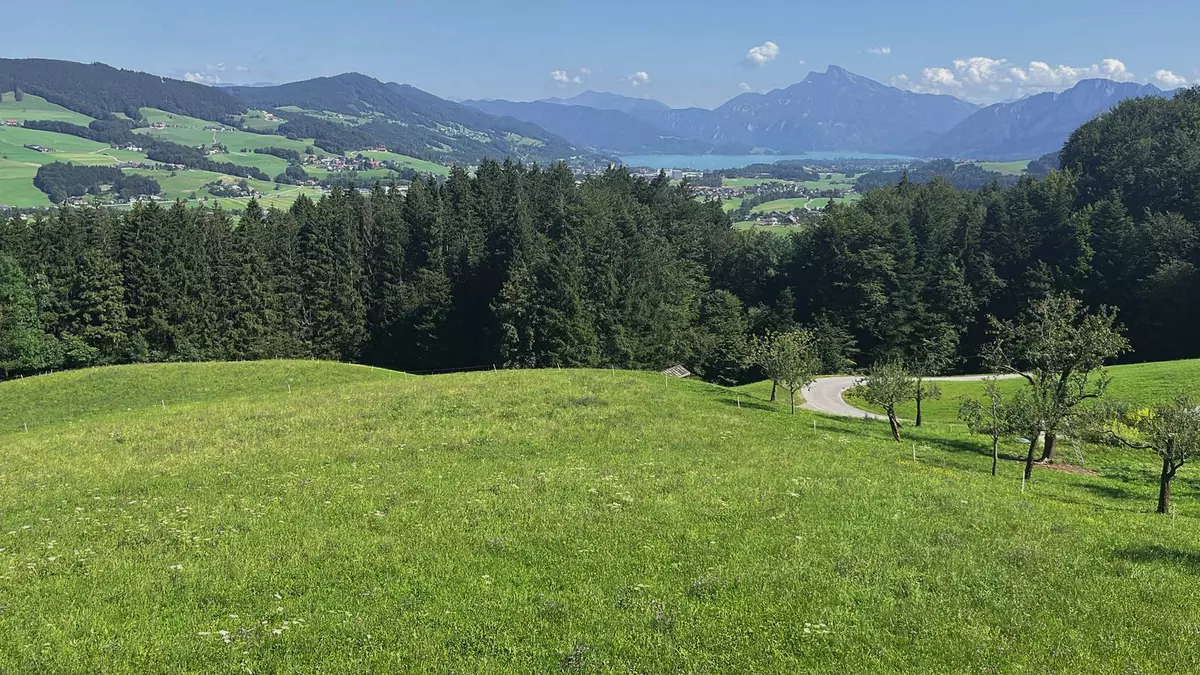 Landschaft mit Wiese, Wald und Blick auf den See 