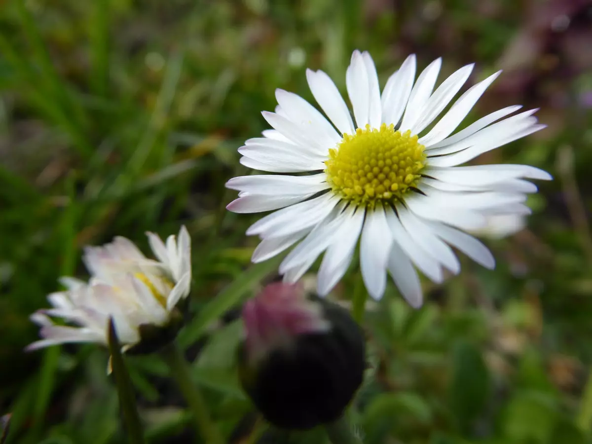 Gänseblume in der Nahaufnahme