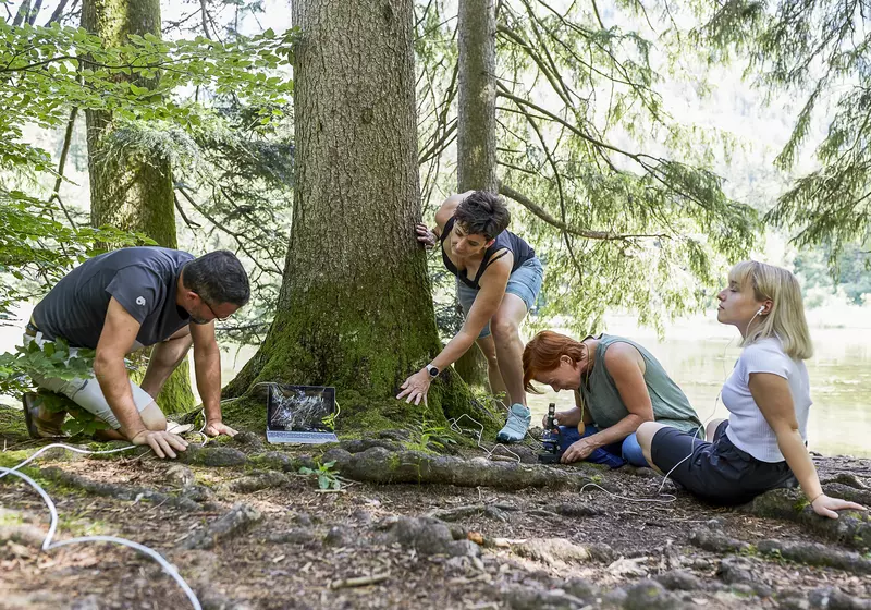 Teilnehmende untersuchen den Waldboden in der Nähe eines Baumes