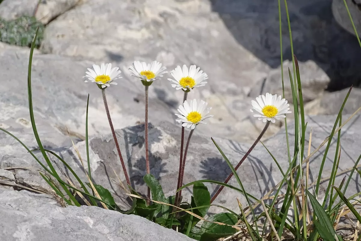Blumen zwischen Steinen