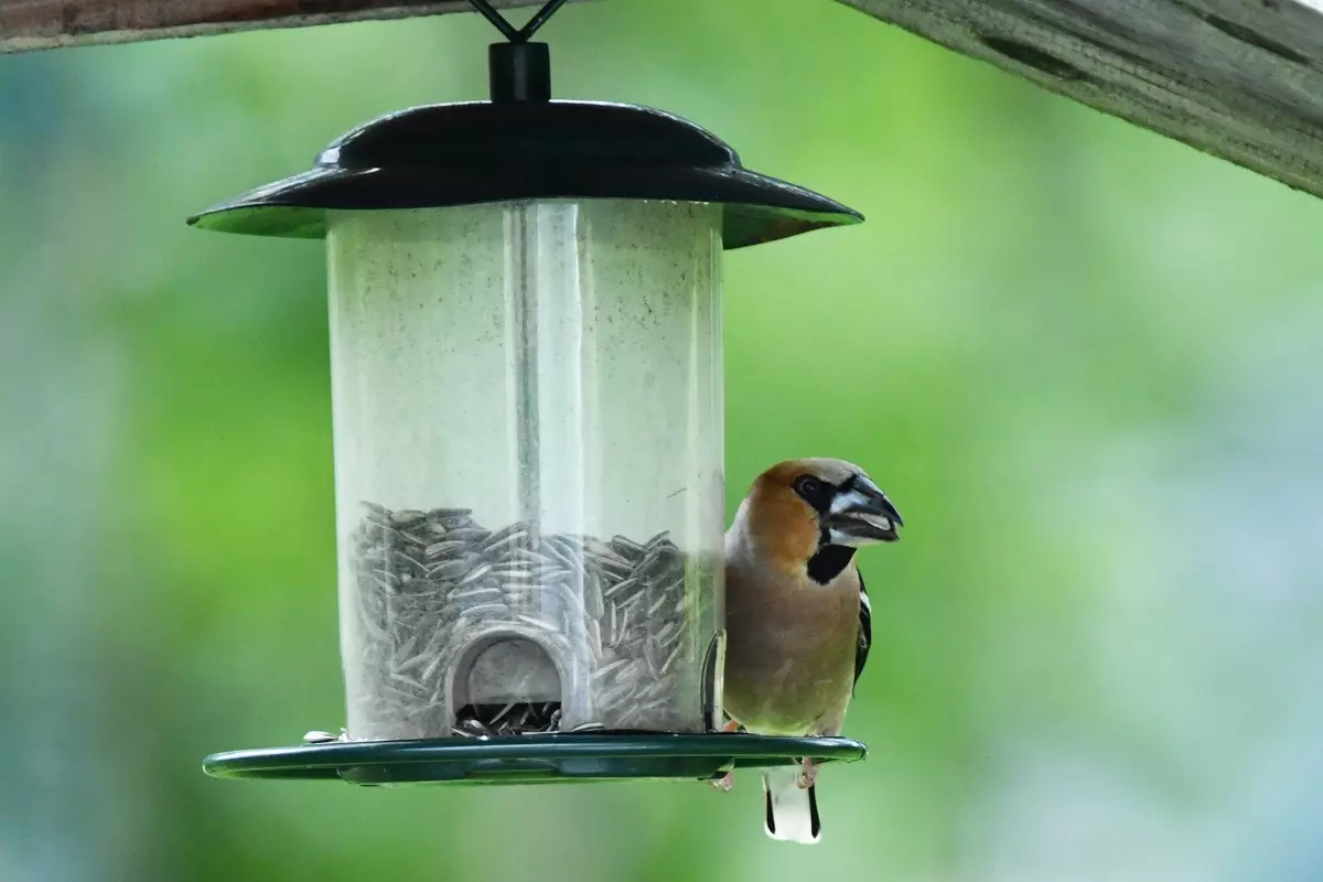 Vogel bei Futterstation