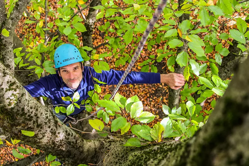 Guide mit Klettergurt und Helm im Baum