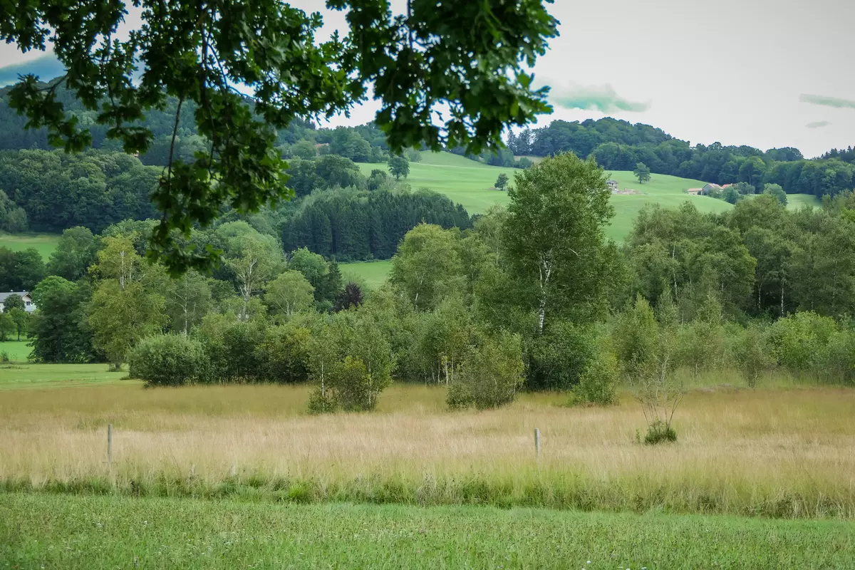 Satte Wiesenlandschaft mit Hügeln und Wald