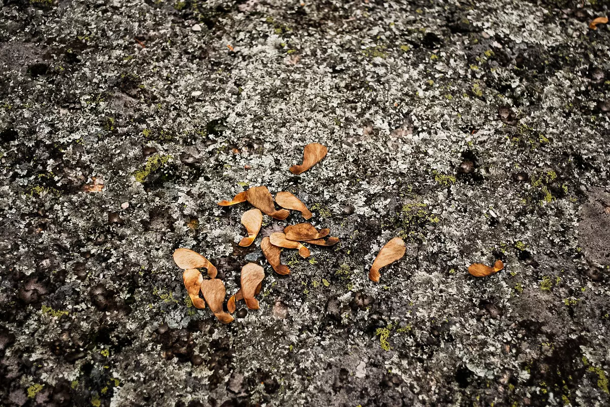 Braune Flugsamen auf Stein