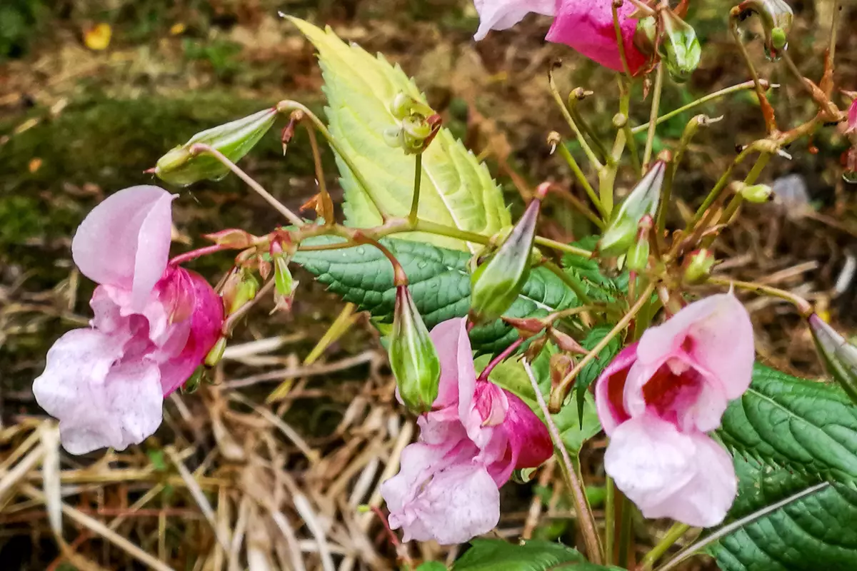 Springkraut Closeup