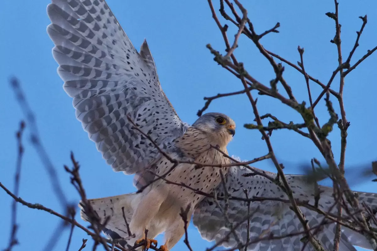 Wildvogel mit ausgebreiteten Flügeln