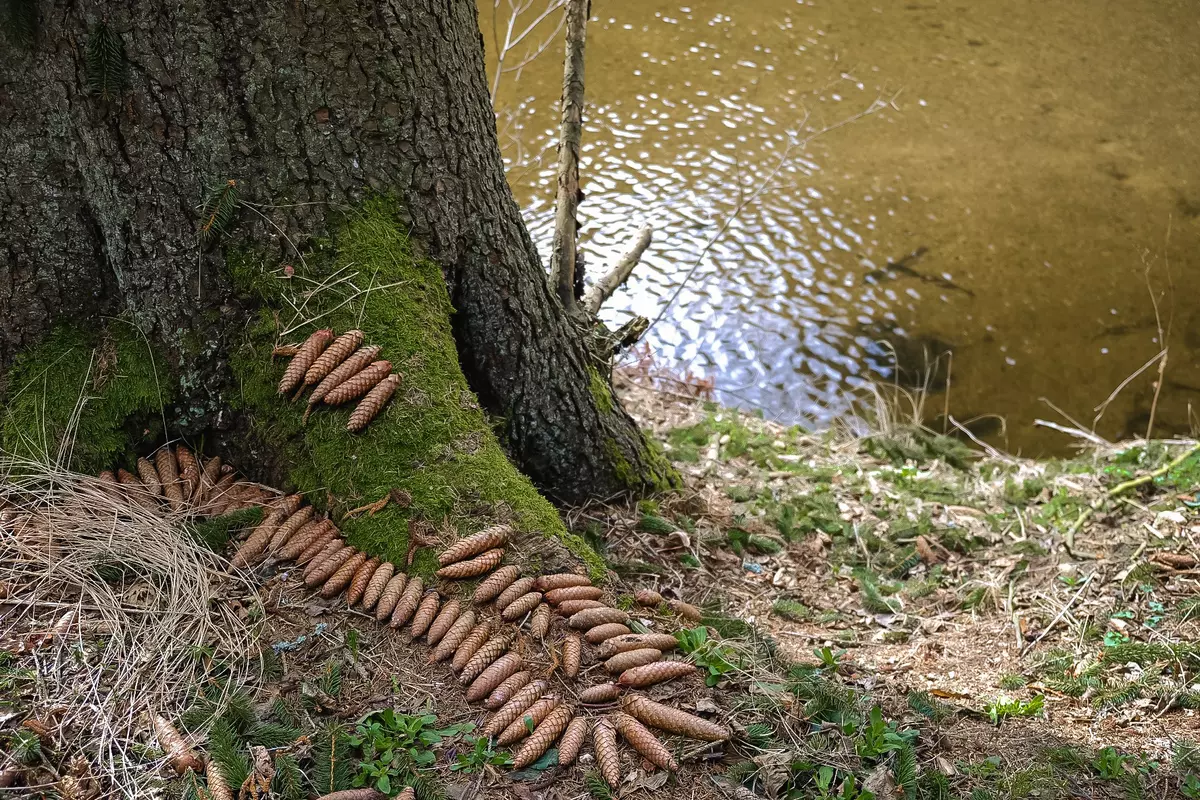 Tannenzapfen auf einem Baum neben einem Gewässer