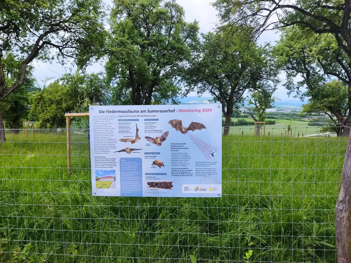 Fledermaus Infoboard