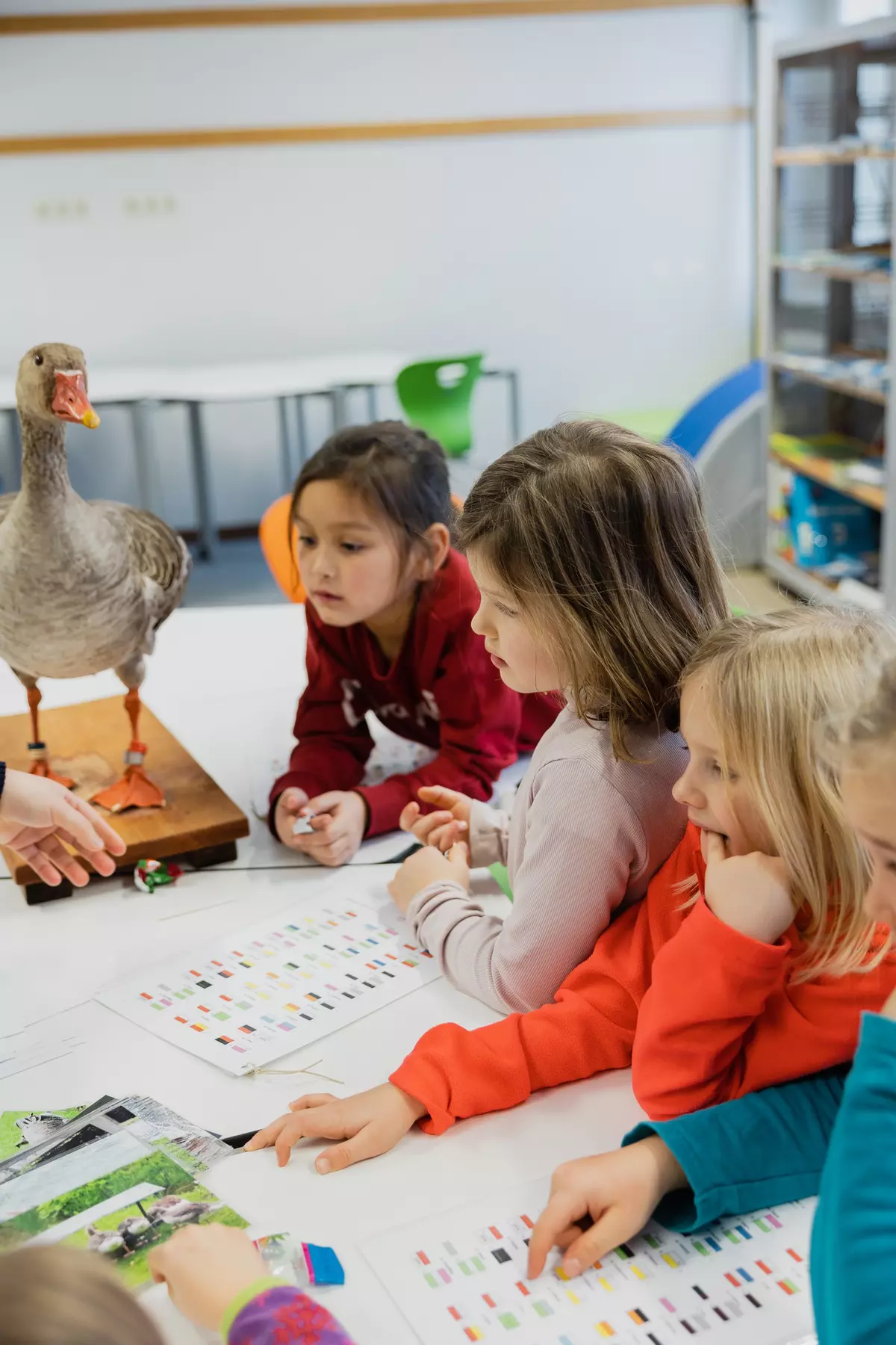 Einige Kinder beim Bestimmen von Tiermerkmalen anhand einer ausgestopften Graugans