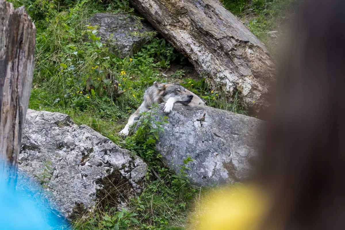 Kinder beobachten Tier