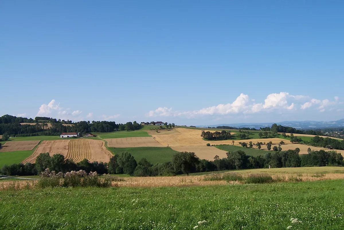 Hügelige Wiesenlandschaft mit Bäumen