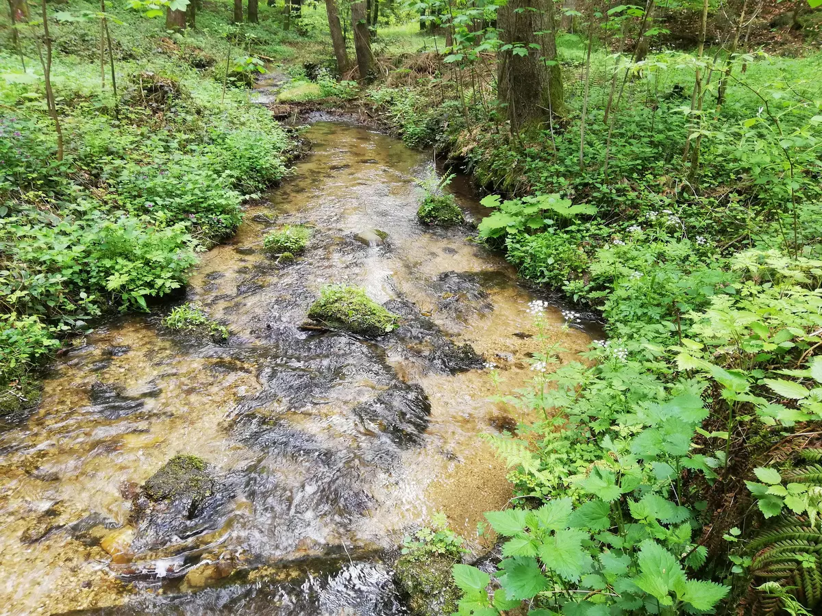 Bach im Wald 