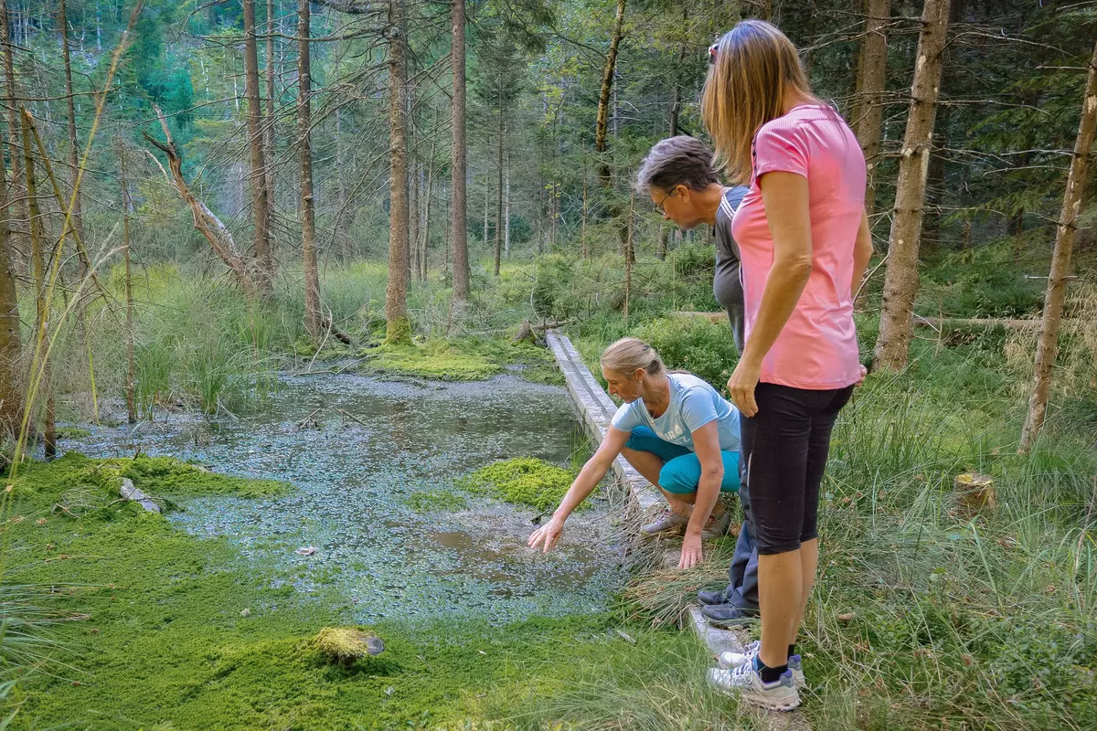 Guide zeigt Teilnehmenden ein Moor im Wald