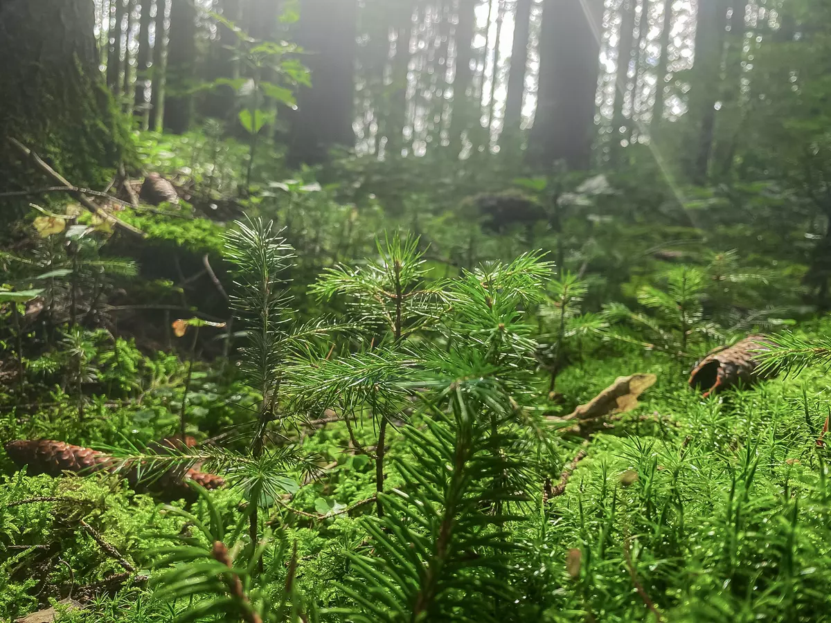 Pflanzen im dichten Wald