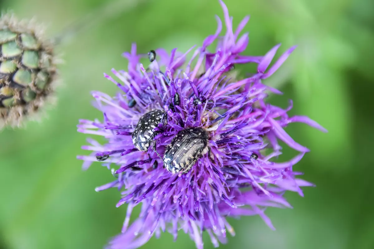 Käfer auf Flockenblume