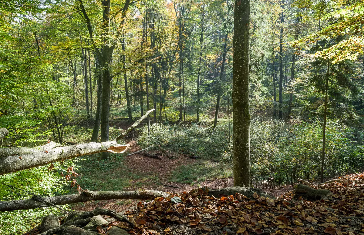 Blick in den Wald