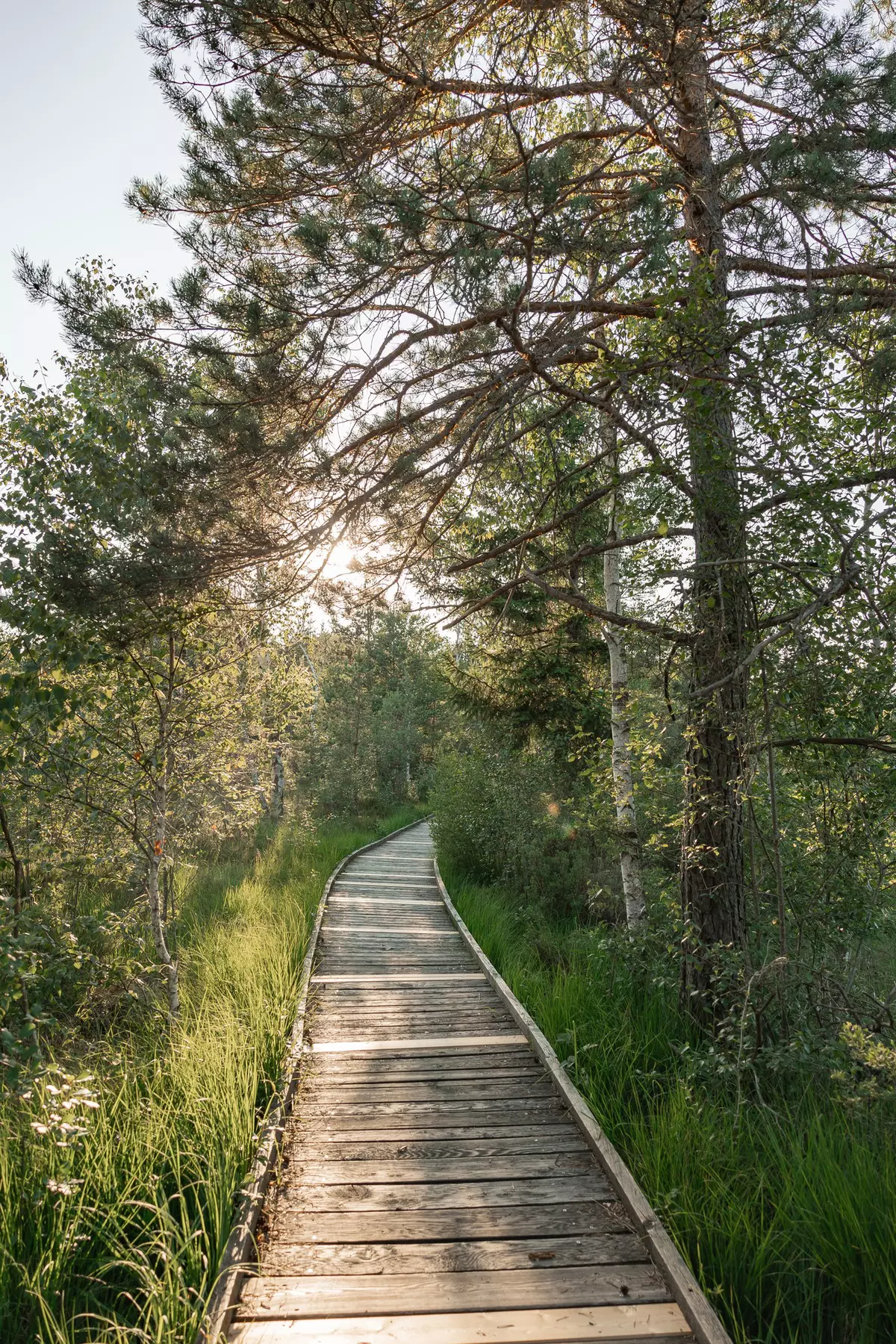 Steg über ein Moor im Sonnenuntergang