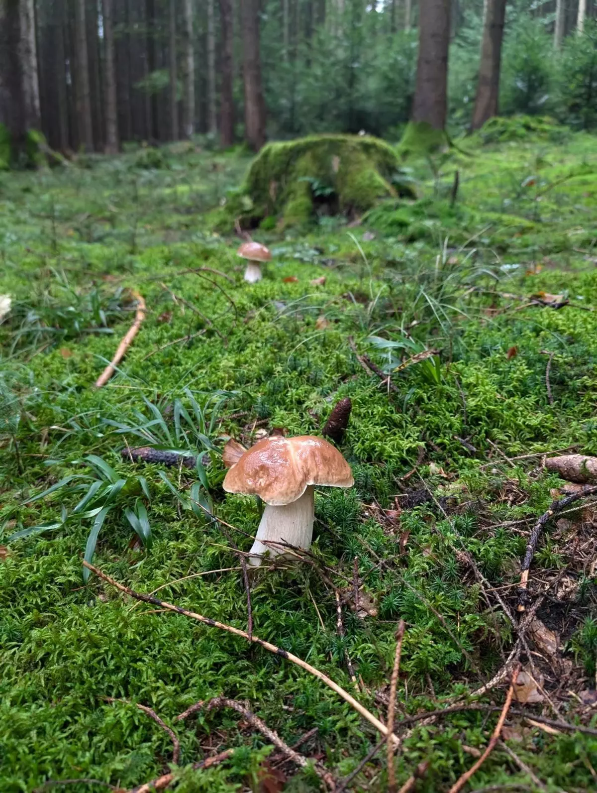 Pilz im Wald
