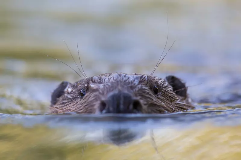 Biber schwimmt im Wasser