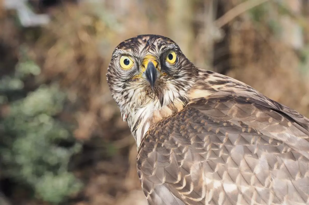 Nahaufnahme eines Wildvogels