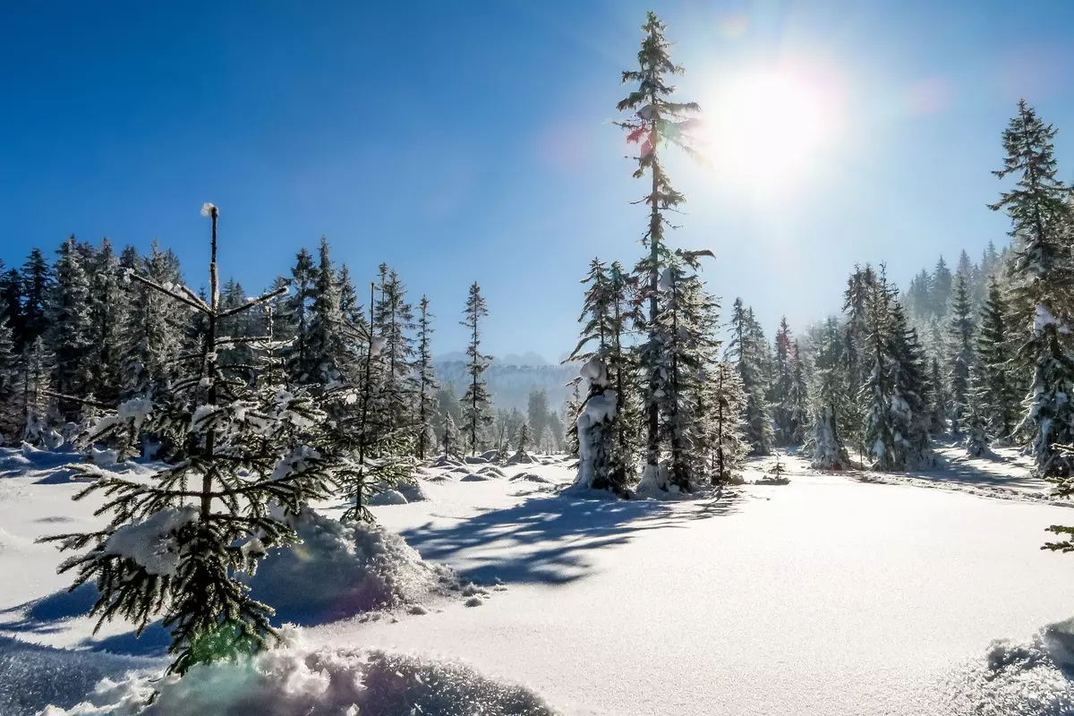 Winterwald im Sonnenschein