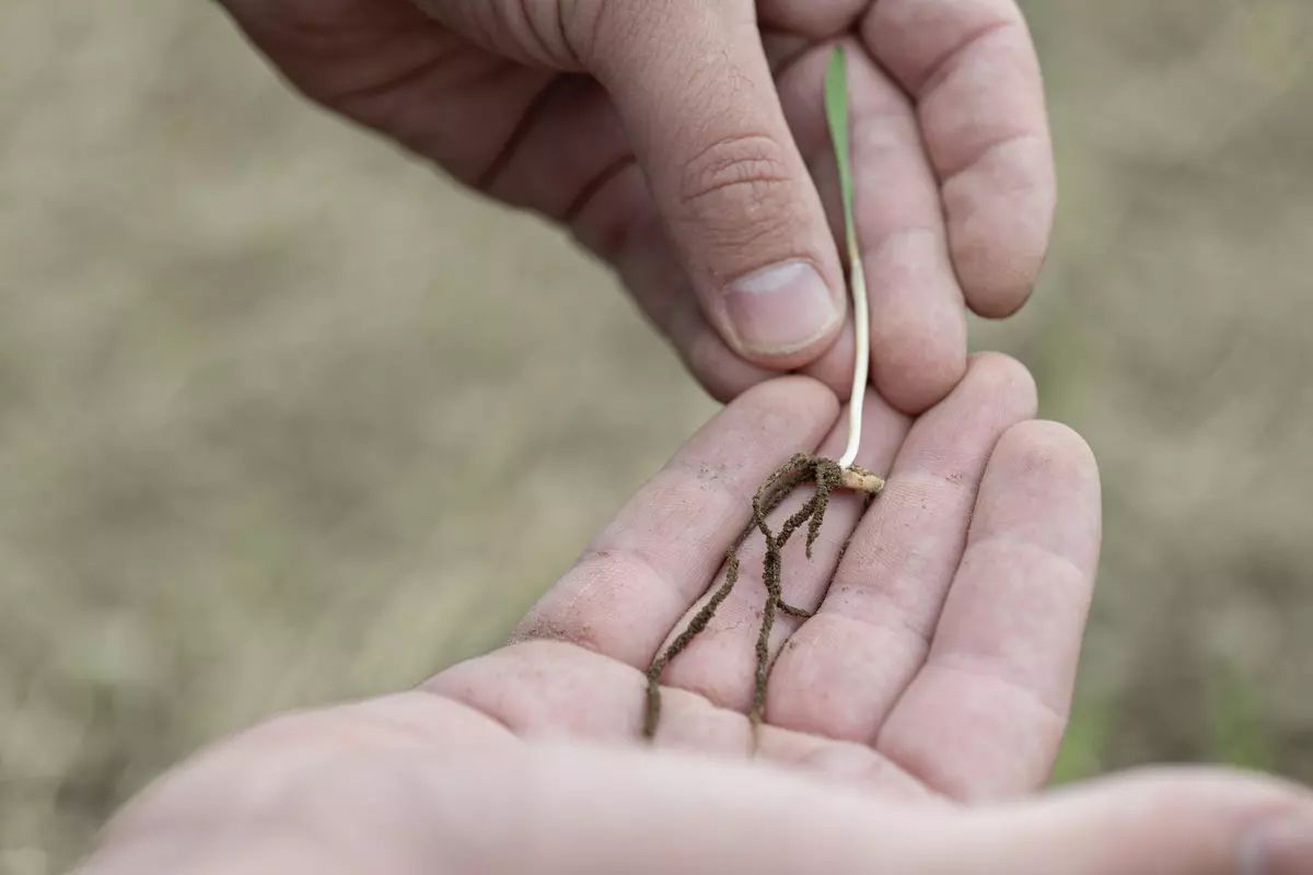 Pflanzenwurzel in der Hand eines Teilnehmenden