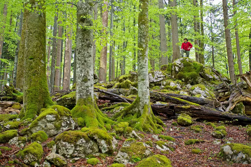 Ranger steht im Wald auf einem Felsen mit Blick in die Ferne